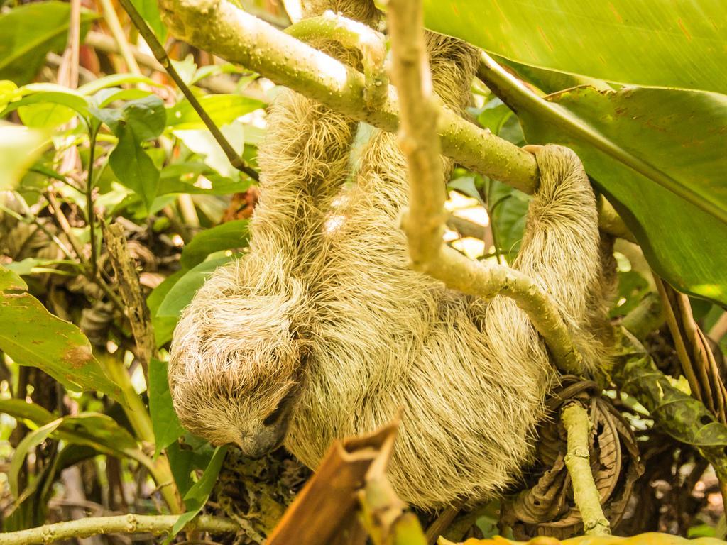 Finca Verde Lodge Bijagua Eksteriør bilde