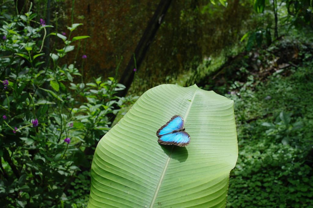 Finca Verde Lodge Bijagua Eksteriør bilde
