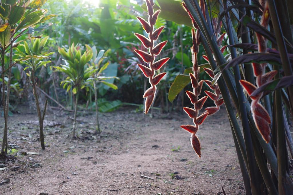 Finca Verde Lodge Bijagua Eksteriør bilde