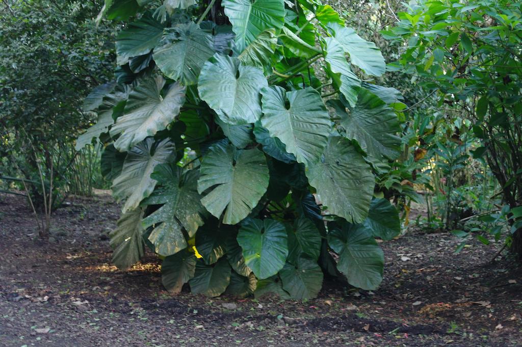 Finca Verde Lodge Bijagua Eksteriør bilde