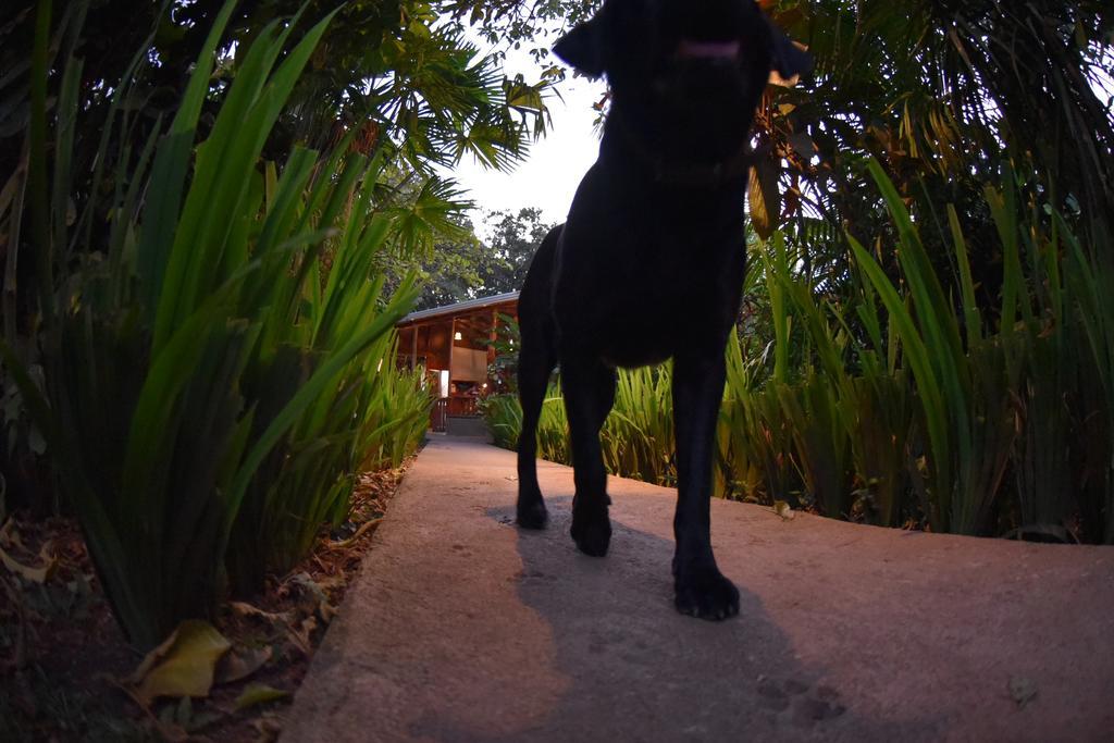 Finca Verde Lodge Bijagua Eksteriør bilde