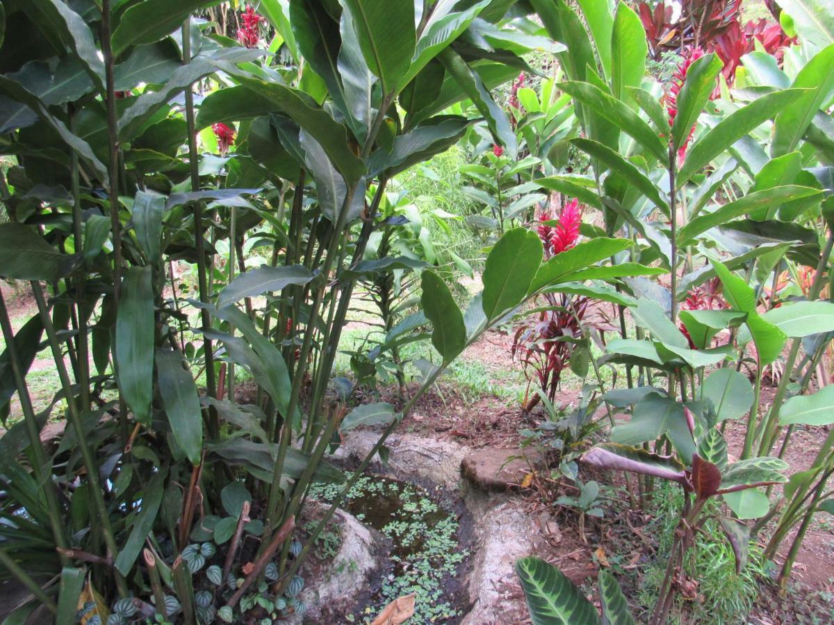 Finca Verde Lodge Bijagua Eksteriør bilde